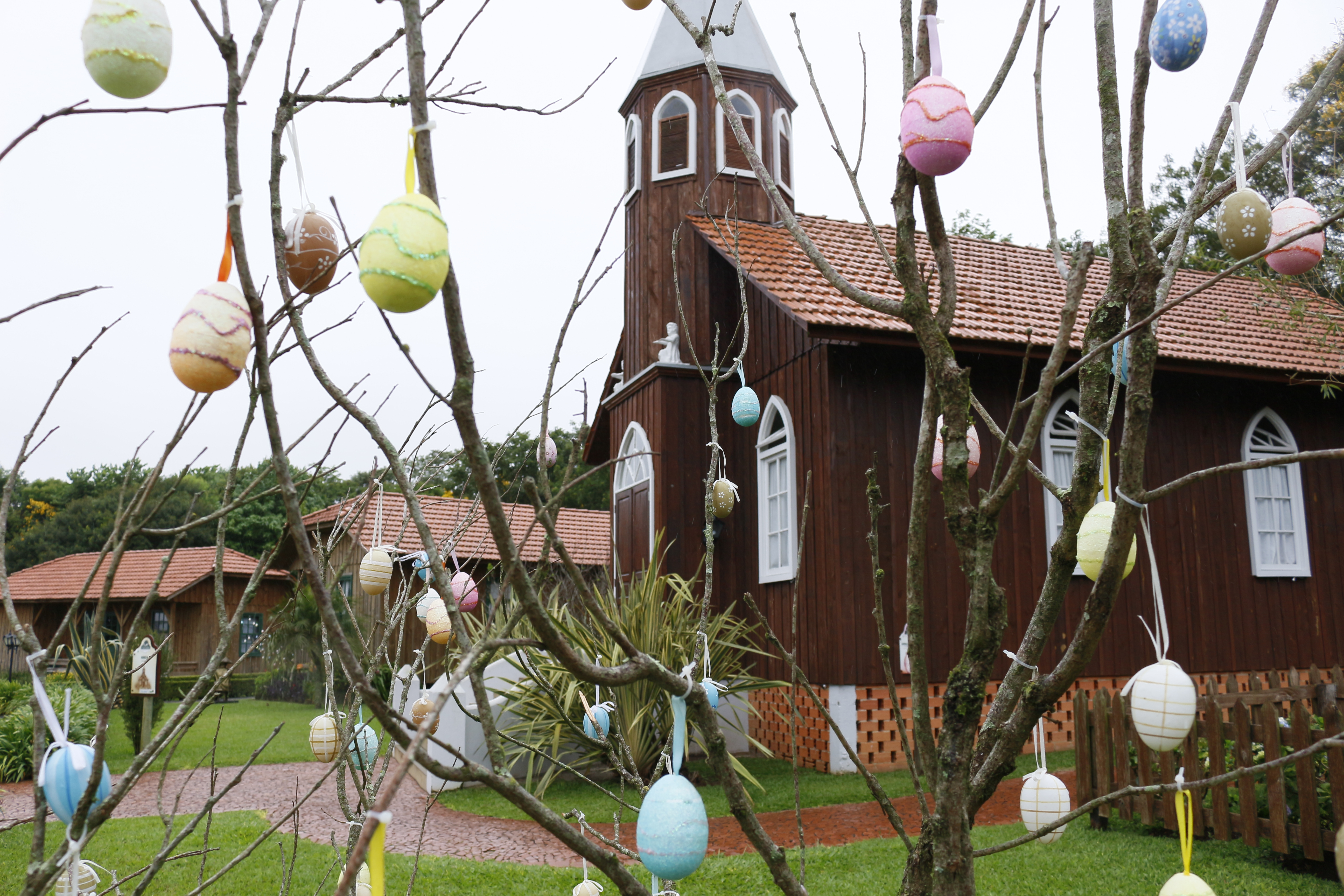 Árvore Pascal alemã é destaque no Parque Histórico