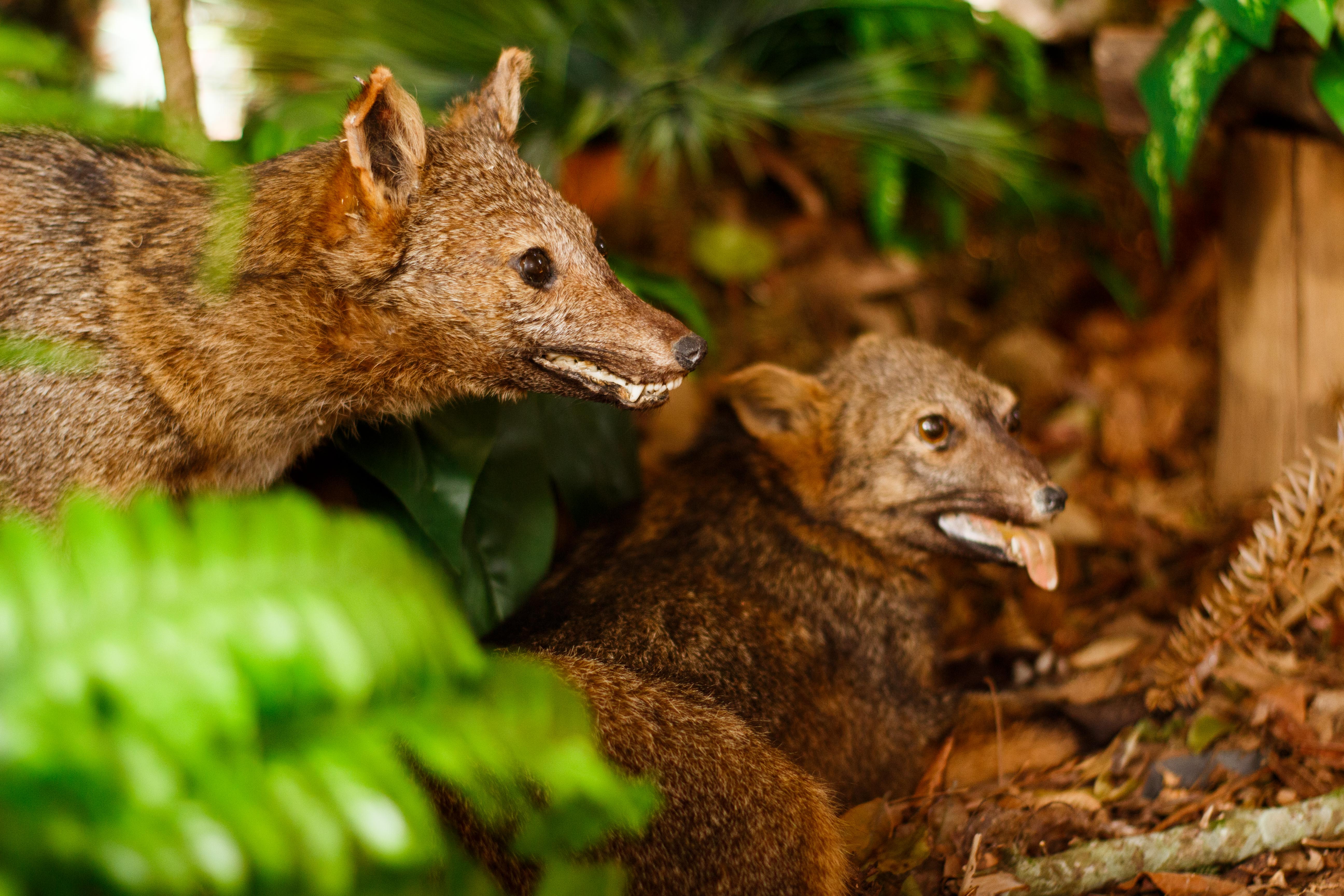 A Fauna dos Campos Gerais é retratada em exposição no Parque Histórico