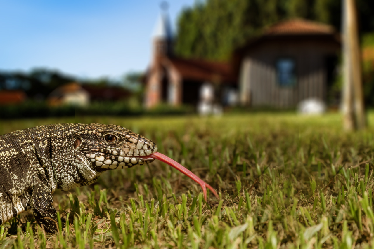 Parque Histórico lança cartão virtual com fotos da fauna